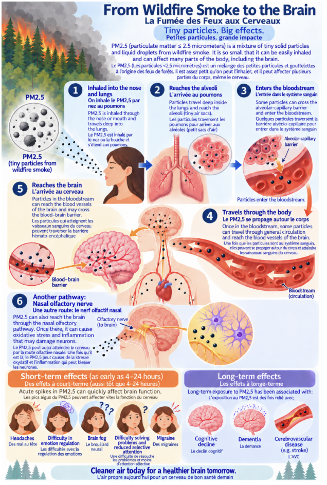Bilingual English/French infographic titled 'From Wildfire Smoke to the Brain — La Fumée des Feux aux Cerveaux', subtitled 'Tiny particles. Big effects.' It defines PM2.5 as particulate matter 2.5 micrometres or smaller from wildfire smoke, then shows six numbered steps: 1, inhaled into the nose and lungs; 2, reaches the alveoli (tiny air sacs); 3, enters the bloodstream across the alveolar-capillary barrier; 4, travels through the body via circulation to the blood vessels of the brain; 5, reaches the brain and may cross the blood–brain barrier; 6, another pathway through the nasal olfactory nerve, where it can cause oxidative stress and inflammation that may damage neurons. A short-term effects panel (as early as 4–24 hours) lists headaches, difficulty in emotion regulation, brain fog, difficulty solving problems and reduced selective attention, and migraine. A long-term effects panel lists cognitive decline, dementia, and cerebrovascular disease such as stroke as associated with long-term PM2.5 exposure. Closing line: 'Cleaner air today for a healthier brain tomorrow.'