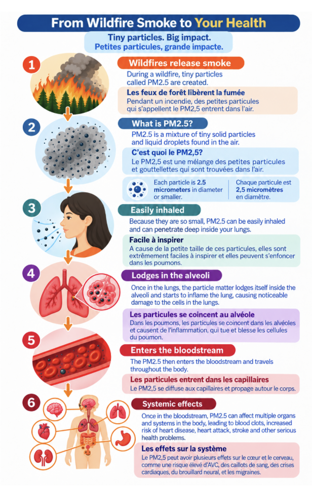 Bilingual English/French infographic titled 'From Wildfire Smoke to Your Health', subtitled 'Tiny particles. Big impact. / Petites particules, grande impacte.' Six numbered steps run top to bottom with illustrations: 1, wildfires release smoke and tiny particles called PM2.5 are created; 2, what is PM2.5 — a mixture of tiny solid particles and liquid droplets, each 2.5 micrometres in diameter or smaller; 3, easily inhaled and can penetrate deep into the lungs; 4, lodges in the alveoli and starts to inflame the lung, damaging lung cells; 5, enters the bloodstream and travels throughout the body; 6, systemic effects — PM2.5 can affect multiple organs and systems, leading to blood clots and increased risk of heart disease, heart attack, stroke and other serious health problems. Each step has an English and French text box.